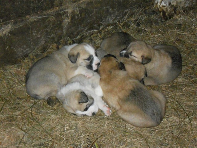 Investigado un vecino de Ares por el abandono de seis cachorros de mastín