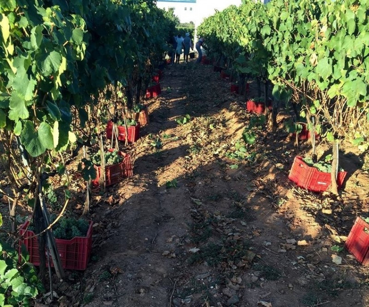 ​Cae más de un 6% la cantidad de uva recogida en esta vendimia