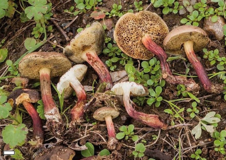 ​Descubren un nuevo hongo en la Reserva de la Biosfera Terras do Miño