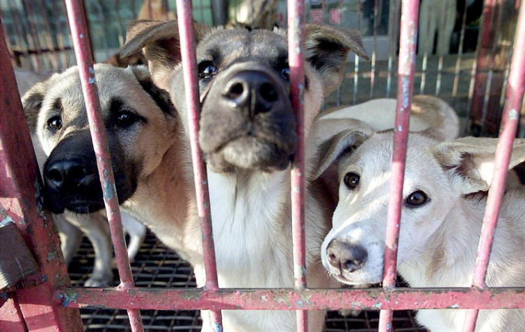 ​Más de 78.000 firmas piden una nueva Ley de Protección Animal en Galicia