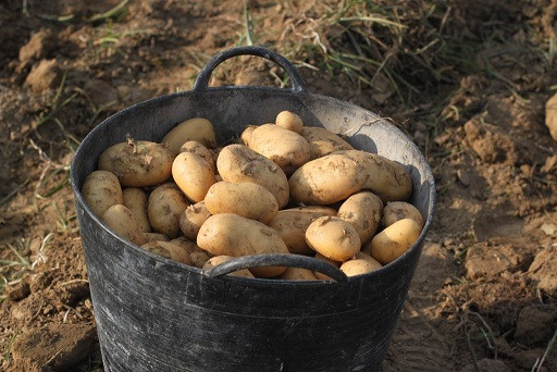 ​Todo el que plante patatas en los municipios afectados por la plaga debe notificarlo a la Administración