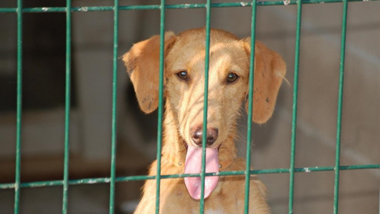 Santiago defende que xa conta cunha ordenanza de protección animal