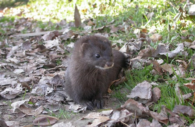 ​Prolifera en Galicia a cría de visóns pola fin das granxas holandesas