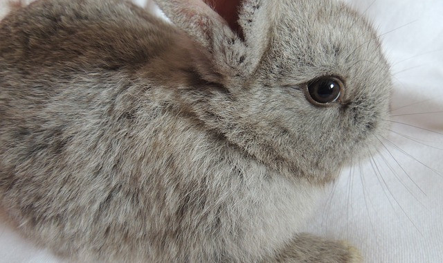 Preocupa a saúde dos coellos criados como mascotas