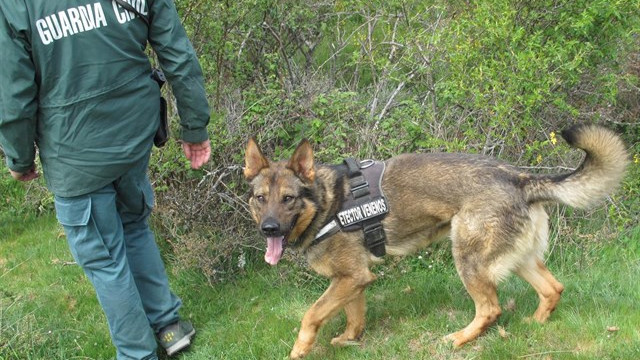 ​Incorporan perros de rastreo a la búsqueda de una octogenaria en Meira