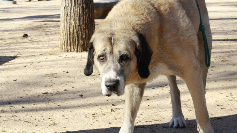 ​El abandono animal cuesta a Galicia más de 3 millones al año