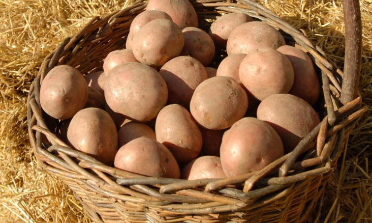 ​Asturias detecta la plaga que afecta a las patatas en zonas próximas a Galicia