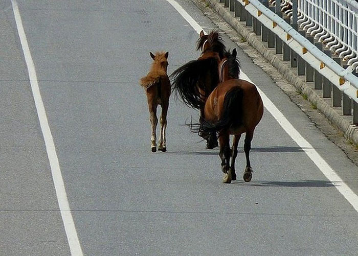 Dos caballos causan sendos accidentes en la misma carretera y a la misma hora