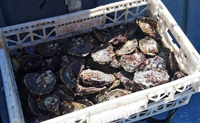 ​Intervienen 75 kilos de ostras y una embarcación que faenaba en zona prohibida en Fene