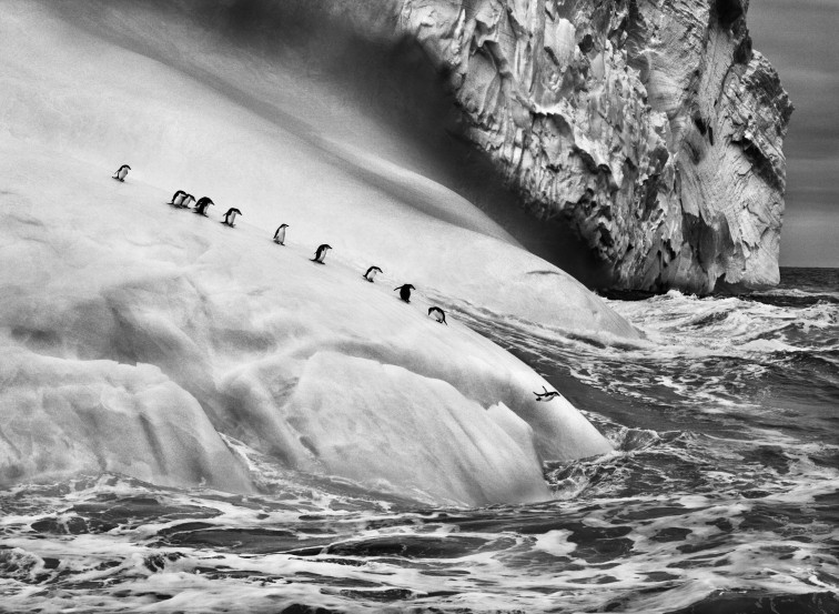 Llega a Vigo 'Génesis', el esplendor de la naturaleza en 38 fotografías de Sebastiâo Salgado