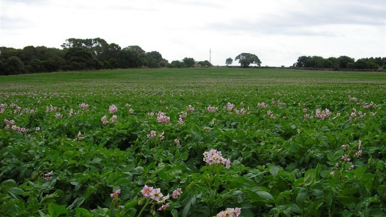 ​El rural reclama ayudas para las familias que no pueden plantar patatas