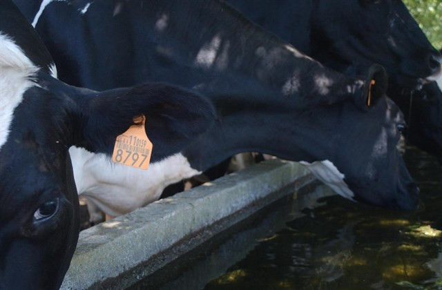 ​Los ganaderos gallegos vuelve a cobrar más de 30 céntimos por litro de leche