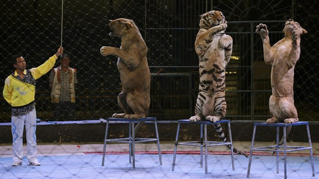 ​Galicia refuerza el bienestar animal sin prohibir las corridas de toros