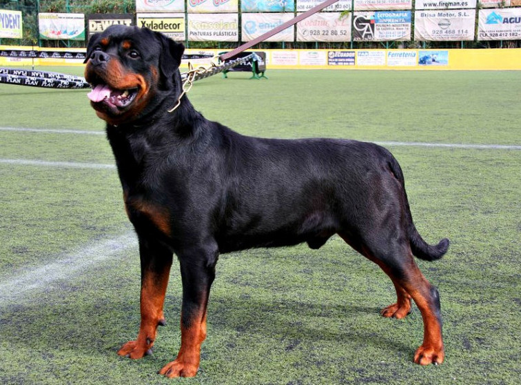 ​Un rottweiler deja gravemente herida a la veterinaria de la perrera de Ordes