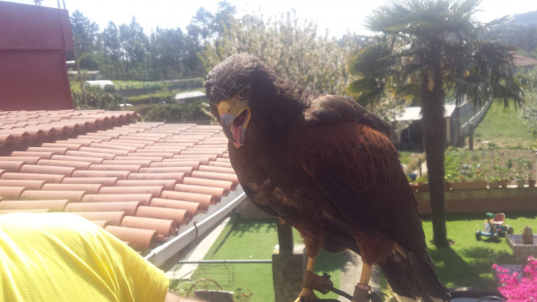 Capturan un águila anillada que mató a varias gallinas y un gallo