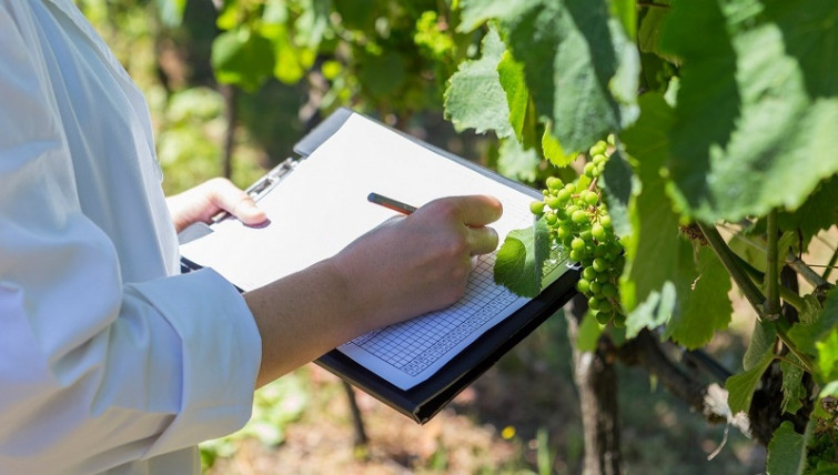 ​Cepas selecciondas desde 1990 y clonadas para asegurar la mayor calidad del albariño