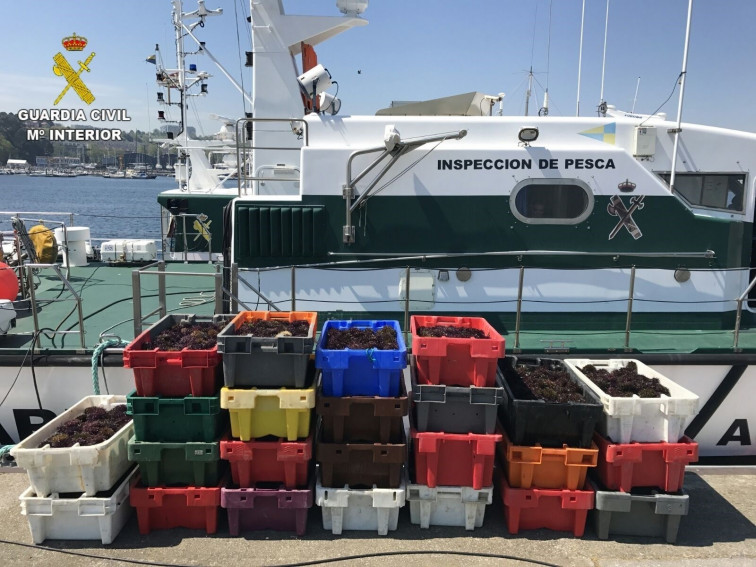 ​Decomisados 527 kilos de erizo de mar en el puerto de Oza