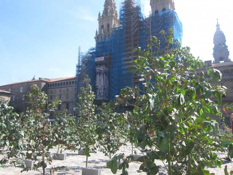 Cientos de eucaliptos y koalas 'invaden' la Praza do Obradoiro