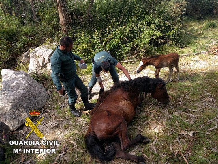 ​Rescatan a una yegua atrapada en una alambrada de un cercado en Ponte Caldelas