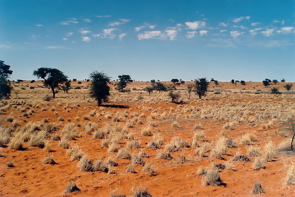 Desierto del Kalahari